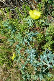 Image result for Argemone