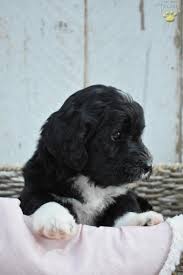 We did not find results for: Blackie Mini Bernedoodle Puppy For Sale In Millersburg Oh Happy Valentines Day Happyvalentinesday2016i