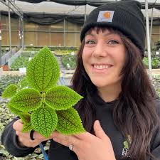 Image result for Grewia mollis