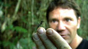 Its burrows are up to 20 mm in diameter, and reach a depth of 3.5 m. World S Biggest Ant Bullet Ant Deadly 60 Bbc Earth Youtube