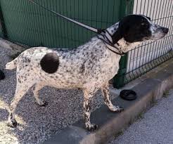 Hund, Pointer Mischling (Mischling, Hündin, 3 Jahre) /