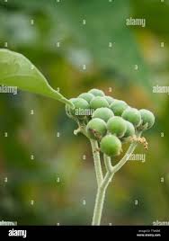 Image result for Solanum mauritianum