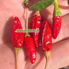 Image result for Capsicum frutescens