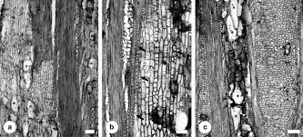 Image result for Grewia hornbyi