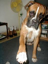 תוצאת תמונה עבור תמונות של כלב בוקסר