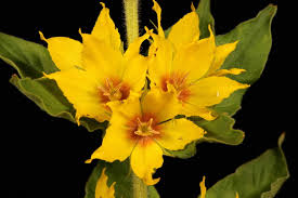 Image result for Lysimachia ruhmeriana