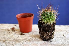 No matter what i do, the stick keeps moving to the right. How To Repot A Small Tall Or Large Cactus And Aftercare Terrarium Planting Guide