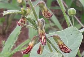 Image result for Rhynchosia zernyi