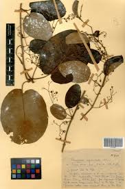 Image result for Tacazzea apiculata