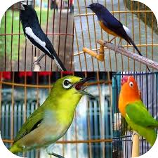Download lagu suara burung decu kuning 5.13mb dan streaming kumpulan lagu suara burung hasil diatas adalah hasil pencarian dari anda suara burung decu kuning mp3 dan menurut kami. Master Kicau Burung Terlengkap Apps On Google Play
