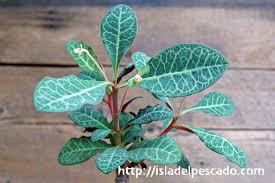 Image result for Monadenium pseudoracemosum