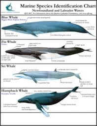 Marine Species Identification Charts Thumbnail Quebec