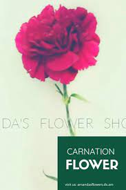 Are You Looking For Carnation In Amandas Flower Shop We Offer Different And Fresh Flowers That Will Make Sure That Your Carnation Flower Flower Quotes Flowers