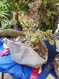 Intercity cactus and succulent show 2013 video clip. San Diego Cactus And Succulent Society Show 2018 Part 5 Album On Imgur