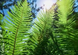 Image result for Athyrium