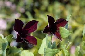 Check spelling or type a new query. 5 Blumen Mit Schwarzen Bluten Mein Schoner Garten