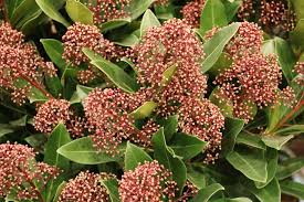 Für den warmen garten eignen sich exoten wie palmen, orchideen, bananen und mangos, aber auch bromelien, gardenien, die acerolakirsche und. Winterharte Blutenstraucher Pflege Und Schneiden Blutenstraucher Sorgen Fur Farbe Und Oft Auc Winterharte Pflanzen Winterharte Straucher Winterharte Blumen