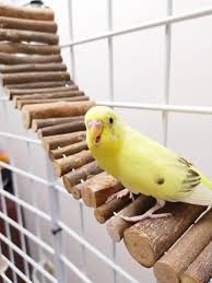 Natural Wood Flexible Parrot Walk Bird Ladder Homemade Bird Toys Diy Bird Toys Cockatiel Toys