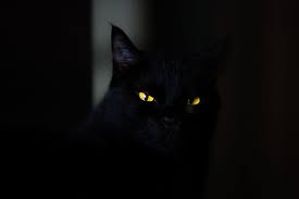 This is because the lens in the human eye blocks uv. Hd Wallpaper Closeup Photo Of Black Cat Eye Yellow Eye Scary Fear Dark Wallpaper Flare