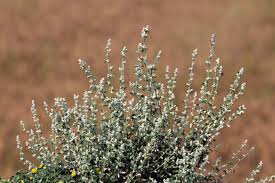 Image result for Aerva