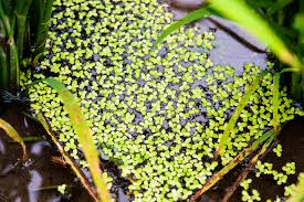 Image result for Scleria polyrrhiza