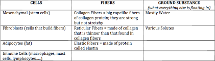 Ch 5 Connective Tissue Diagram Quizlet