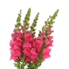 Image result for Antirrhinum