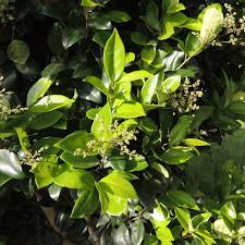 Image result for Ligustrum lucidum