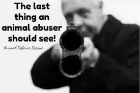 Overleden Brits korthaar poes cremegrijs gevonden op pad in duin Zandvoort  noord, met deurmat en vuilniszak. Heeft geen chip. Wie heeft meer  informatie?