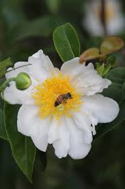 Image result for Oncoba