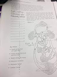 Anatomy and physiology workbook answers chapter 2. Anatomy And Physiology Coloring Workbook Answers Anatomy Drawing Diagram
