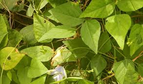 Image result for Psophocarpus