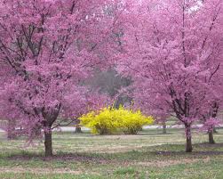 File Tower Grove Park Scene 2 Jpg Wikimedia Commons Grove Park Redbud Tree Missouri Botanical Garden