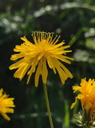 Image result for Crepis urundica