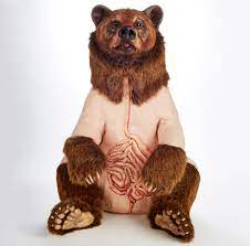 Skinless Bear Sculptures Expose Embroidered Anatomy The Verge