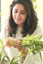 How To Take Care Of Lucky Bamboo In Hindi