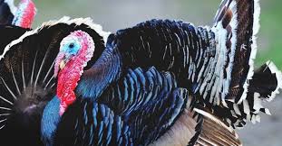Try our herbed turkey recipe this. Bronze Turkey The Domesticated Wild Turkey