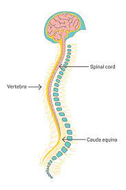 Backbone is most important part of a system which provides the central support to the rest system, for example backbone of a human body that balance and hold all the body parts. Brain And Spinal Cord Cancers Facts Seattle Cancer Care Alliance