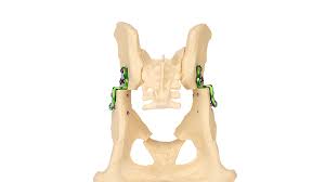 This was a assignment for my intro to animal anatomy class. Dpo Double Pelvic Osteotomy Kyon