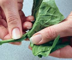 Don't let fresh spinach go to waste anymore with these tips on how to best store your leafy greens. How To Stem And Clean Fresh Spinach Article Finecooking