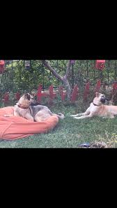 My Dogs Kizlar Kori
