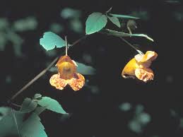 Image result for Impatiens  capensis