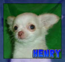 Henry Male Chihuahua Puppy Full Price 505 00 Deposit Chihuahua Puppies Chihuahua Dog Exercise