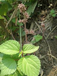 Image result for Laportea ovalifolia