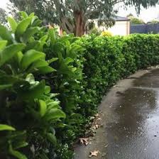 Euonymus Japonicus Green Rocket Advanced Trees Wholesale Nursery Tga Australia Plants Hedging Plants Growing Plants