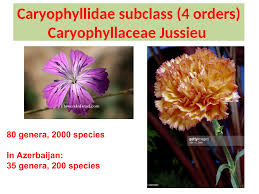 Image result for Caryophyllaceae