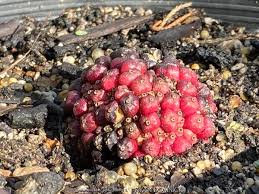 Image result for Sauromatum