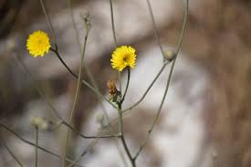 Image result for Tolpis