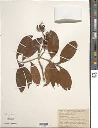 Image result for Stadmannia oppositifolia