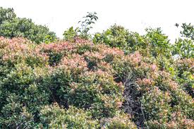 Image result for Eugenia natalitia